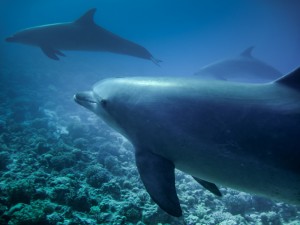 Fotolia_96286418_S.jpg  DOLPHINS WITH CORAL